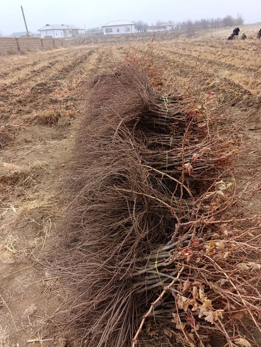 Qora kishmish va gigant uzum ko'chatlari