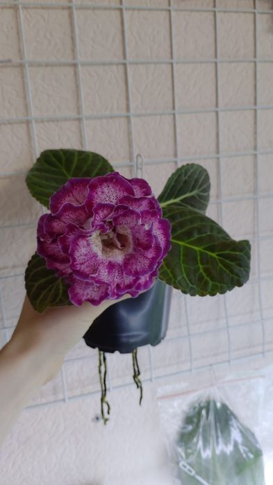 Глоксинии цветущие