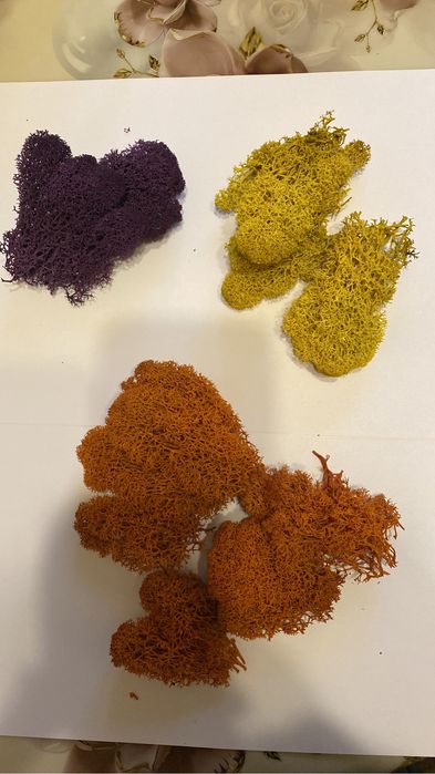 продам стабилизированный мох