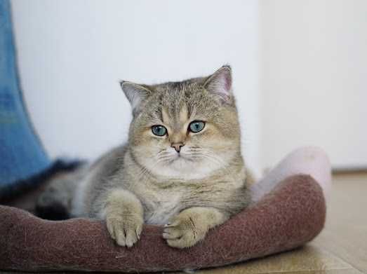 Британски Късокосмести котета