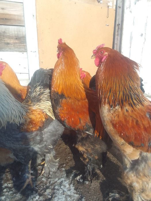 Продам петухов БРАМА 4000т