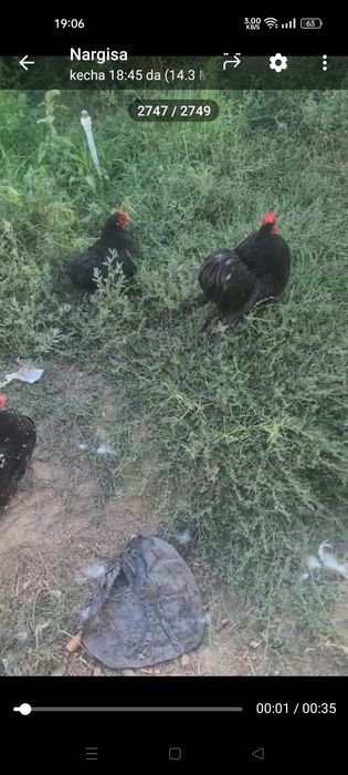 Choynak yapon toza zot Xo'roz va 2 tovuq sotiladi