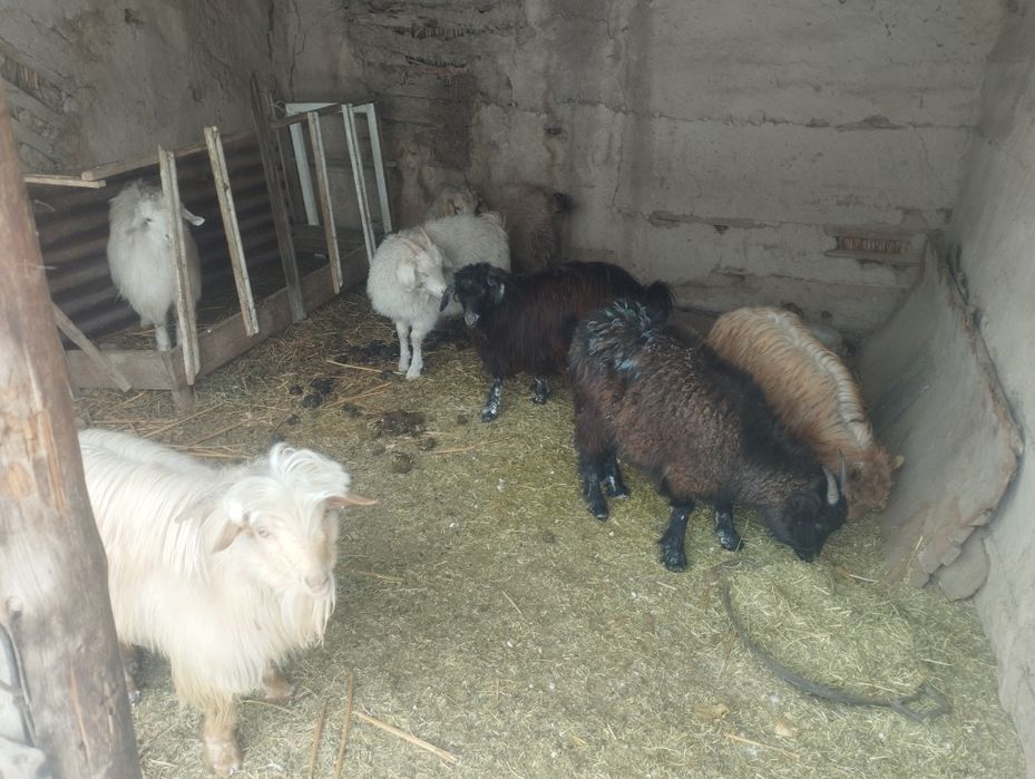 Продаются козы девочки