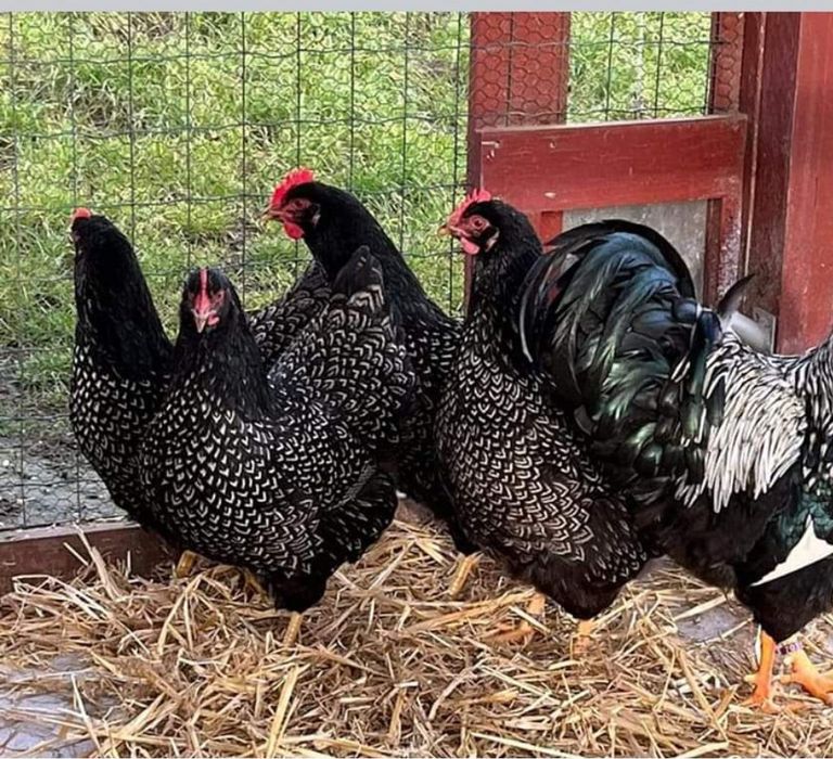 Барневельдер серебро тухум жожаларига заказ оламиз