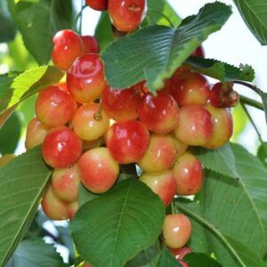 Cires Amar de Marculesti