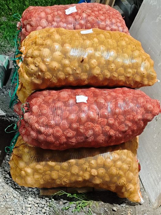 Картофель для посадки