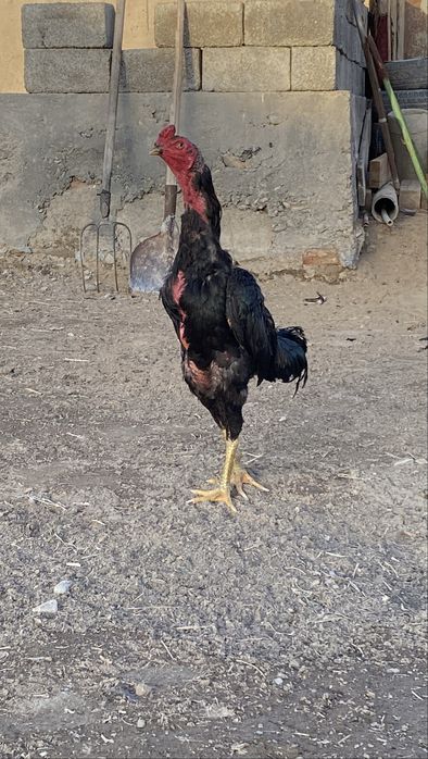 Дакан бойцовый кораз тулек