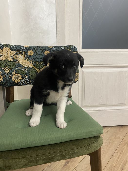 Щенок девочка плмесь