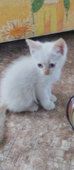 Отдам котят в хорошие руки