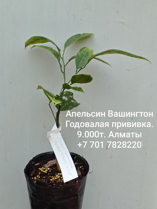 Лайм, лимон, апельсин - плодовые экзоты