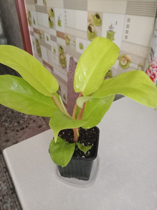 Филодендрон малай голд