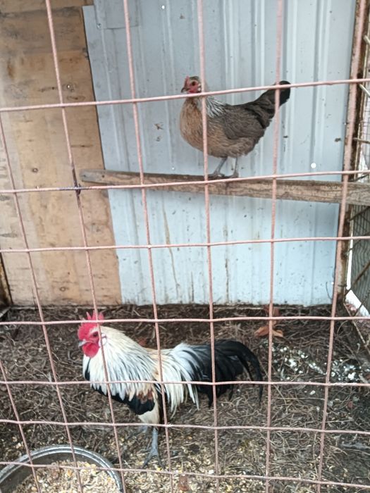 Продам декоративных курей