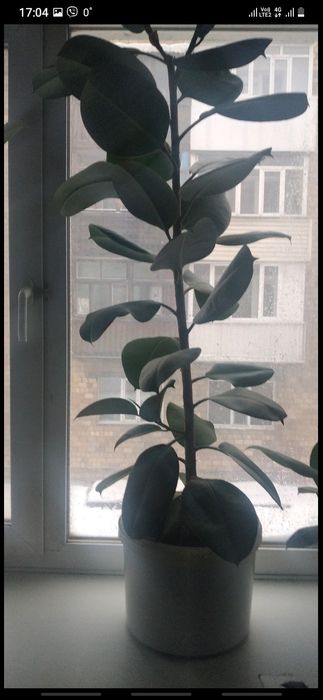 Продаю комнатные цветы