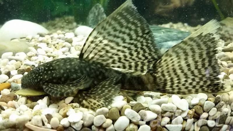 antistrus podrostokla