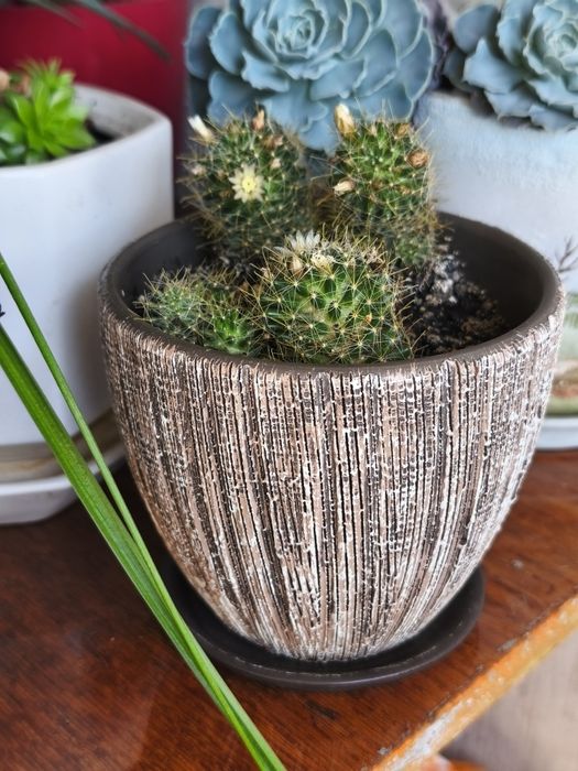 Цветы для дома и офиса  Цветущий кактус!