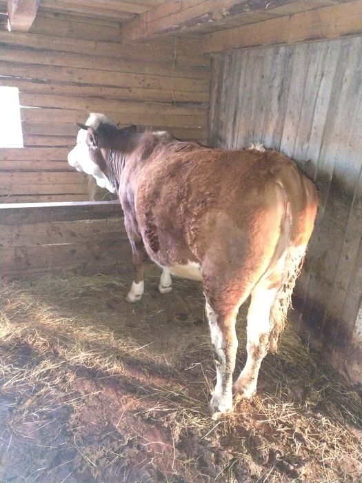 Vând vacă si jurinca