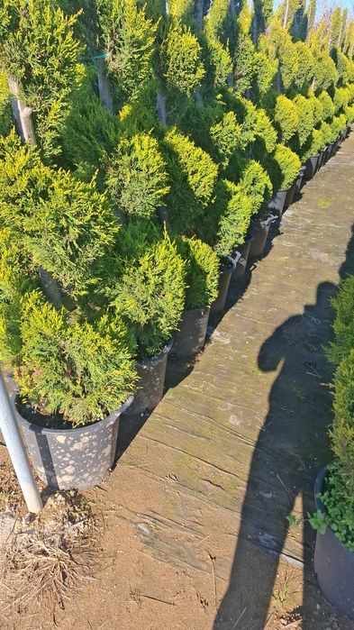 Vând plante ornamentale tuia leylandii asiguram transport în toată țar