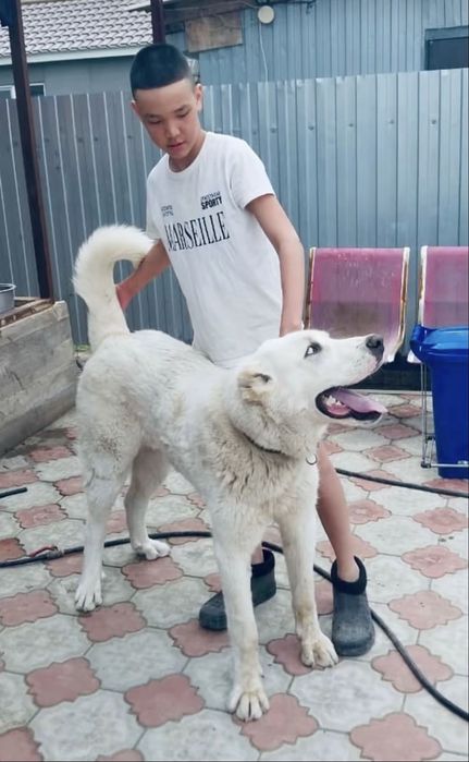 Алабай продоется