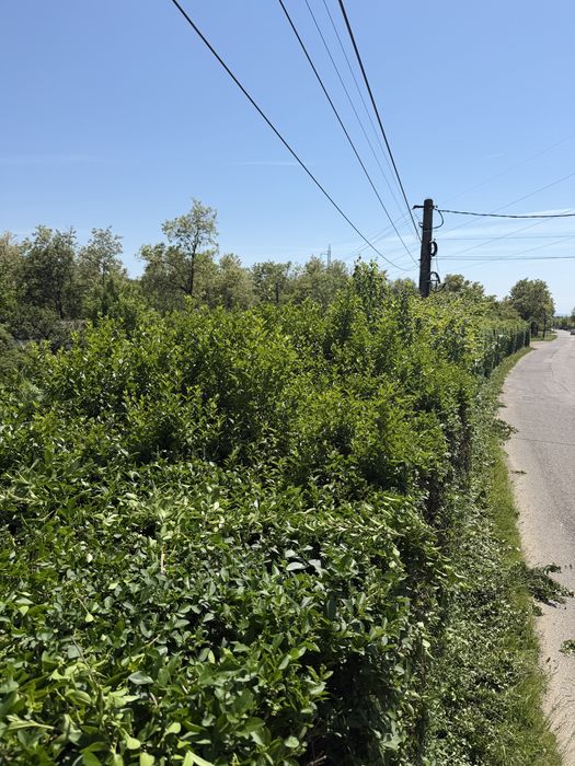 Servicii întreținere curți și grădini | Gazon | Tăieri copaci | Curățare terenuri | Garduri