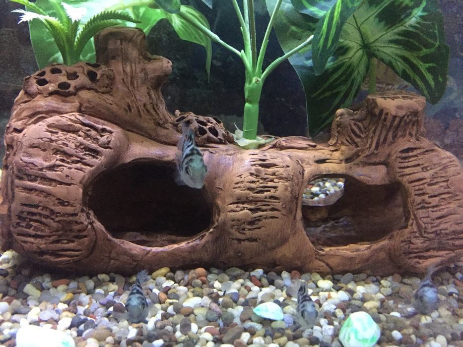 попугайчики сапфировые