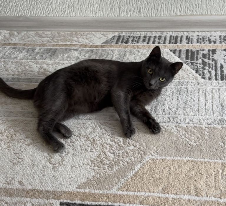 Отдам в хорошие руки