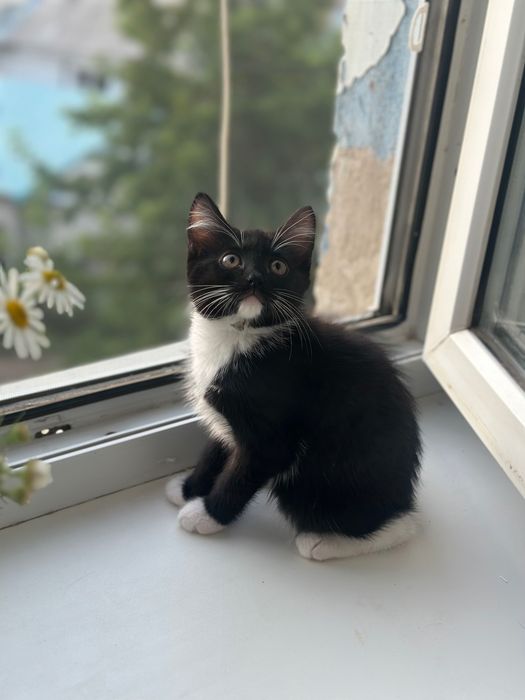 Котенок ищет дом ( девочка)