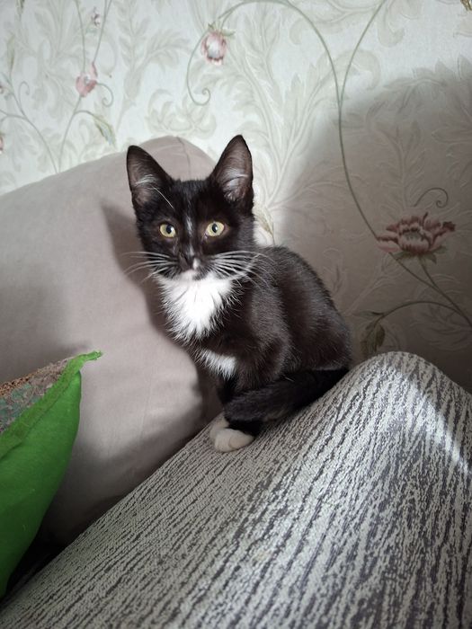 Мальчик Мурзик 2,5 мес. В любящую семью.
