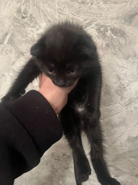 Котёнок Британский