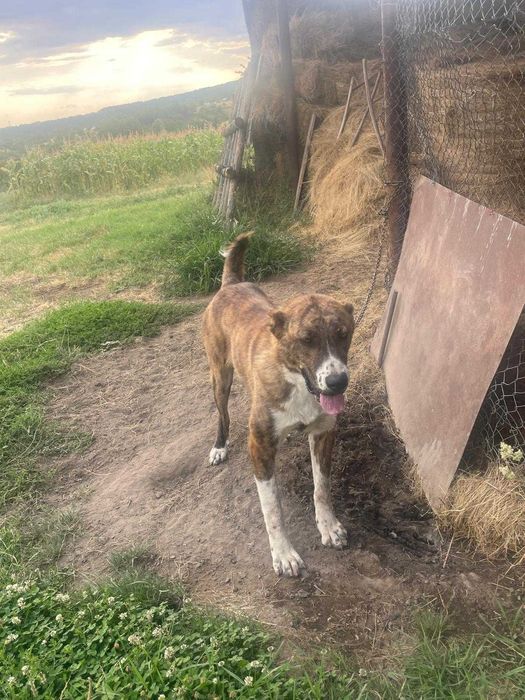 Vand mascul din rasa Ciobanesc de Bucovina si femela din rasa Kangal