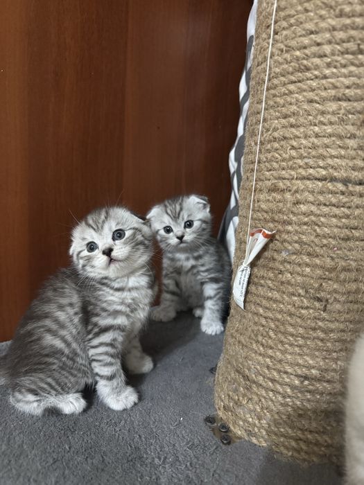 Чистокровные Шотландские котята