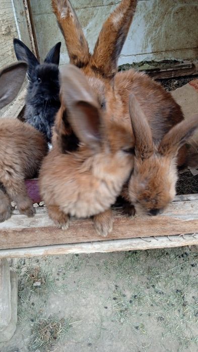 Продам крольчат 6 штук