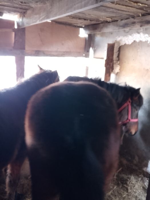 Мысалы 17айфон керек