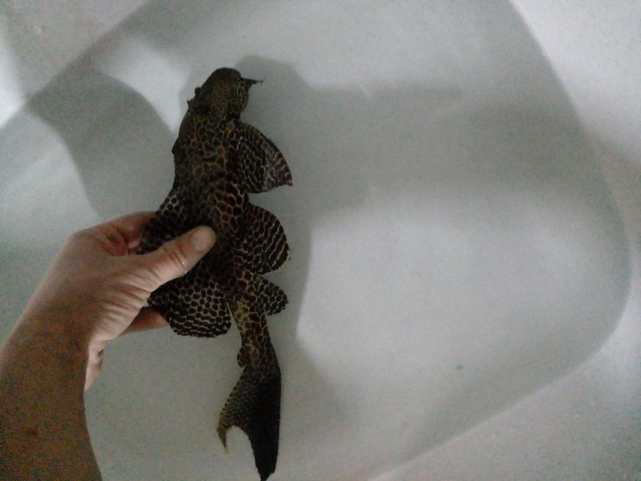 Сом Присоска аквариумный