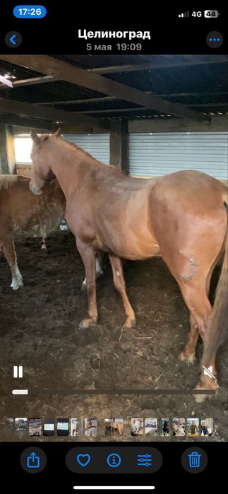 Продается лощадь