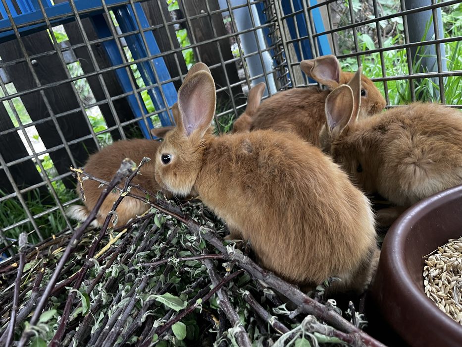 Продам кроликов возраст 2 месяца