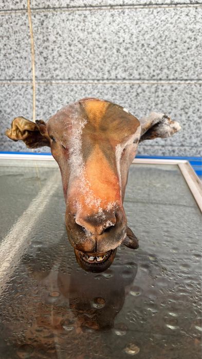 Бас қойдыңңңңңңң