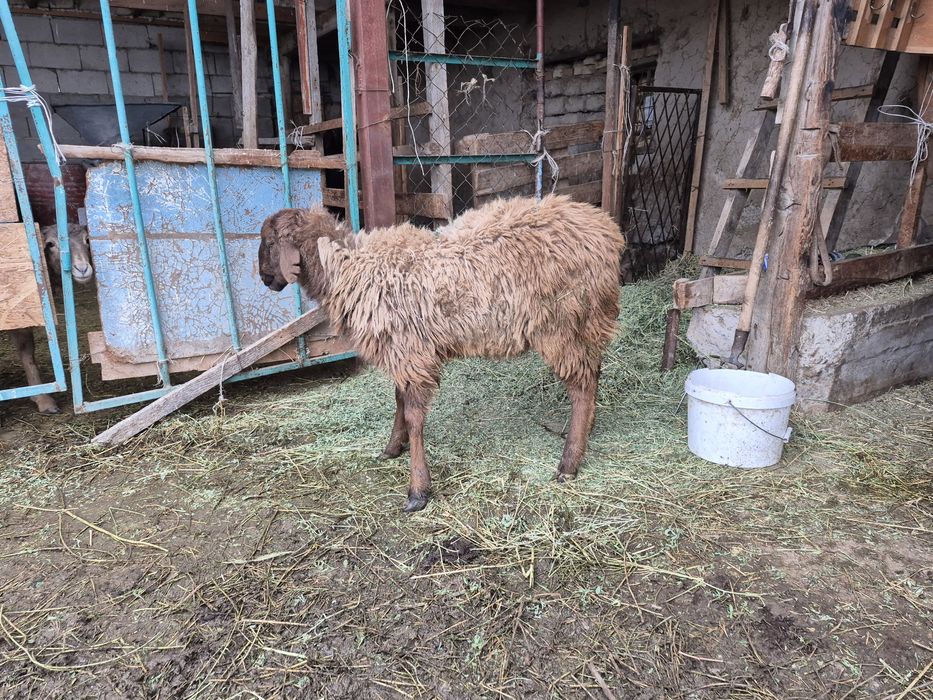 Токты туса тоқты тоқтылар