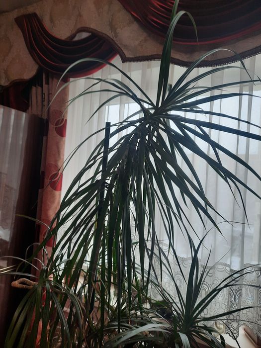 Драцена, Пальма.