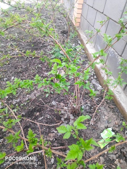 Отростки малины ремонтантные