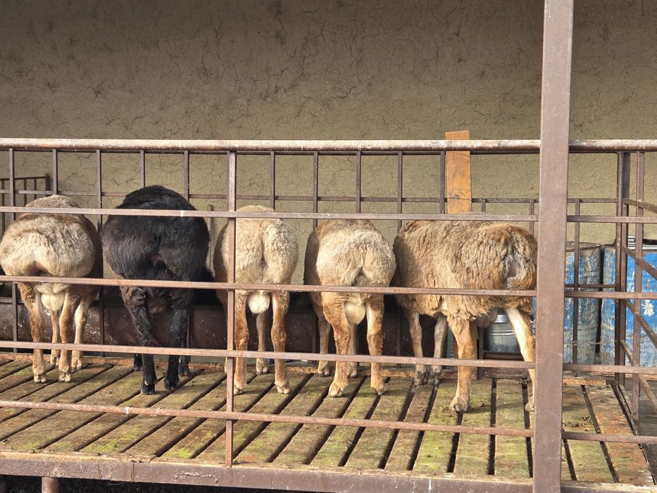 Арашан тоқты қошқарлар 9 айлық