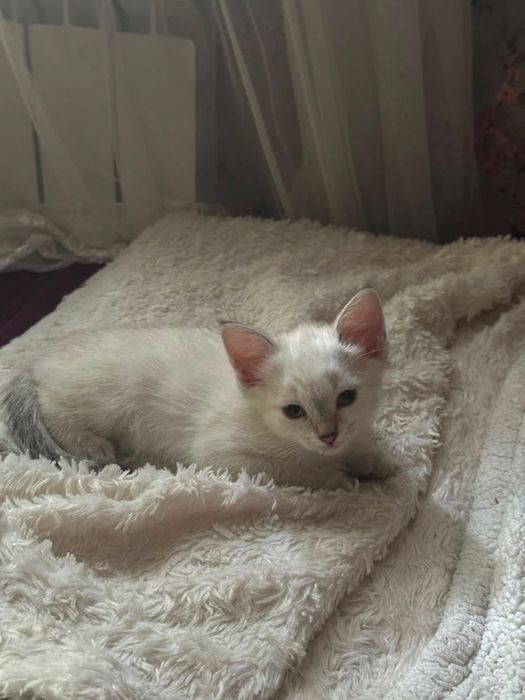 Отдам котят Ангоры