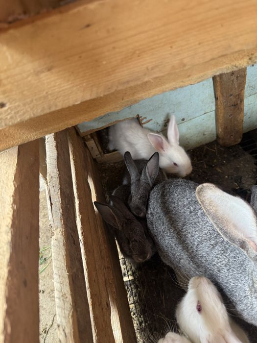 Quyon va quyonchalar