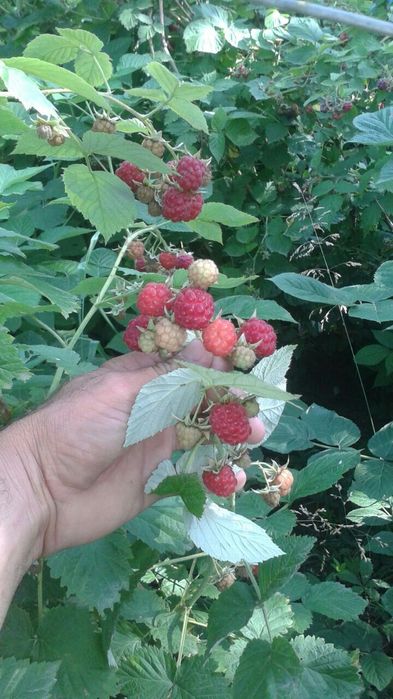 Малина Кучатлари сотамиз ва Замороженные малина экспорт киламиз