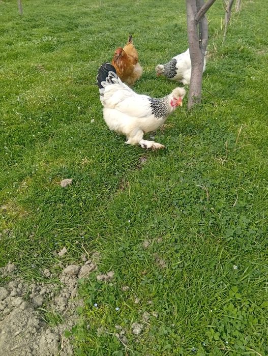 Tuxumlari sotiladi 10 ming