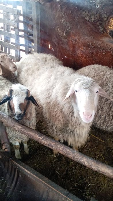 Қошқар сатылады!!!