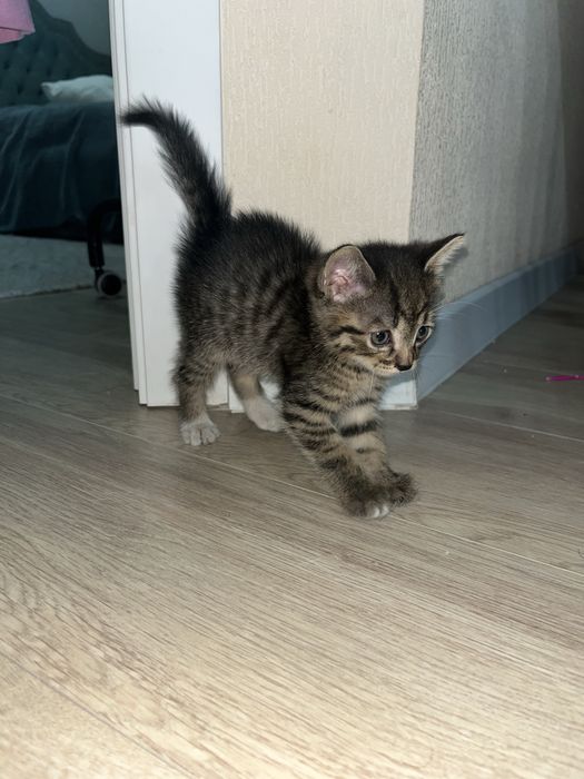 Котенок ищет дом