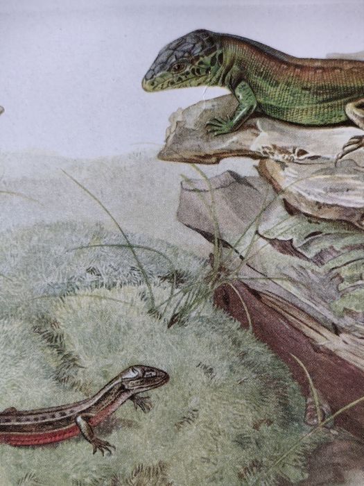 PLANȘĂ-ȘOPÂRLE – Planșă Color Veche, Rollinat, 1934