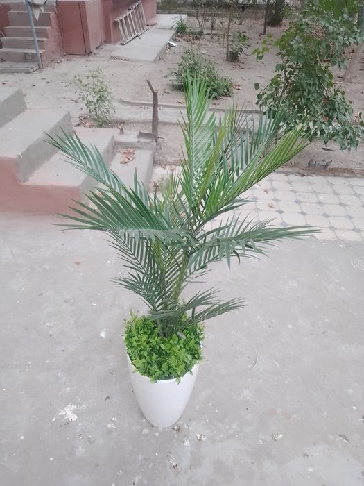 Продам срочно искуственную пальму