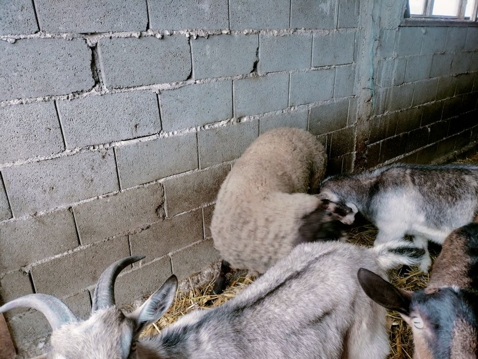 Vând berbecuti pentru protap, metis Suffolk