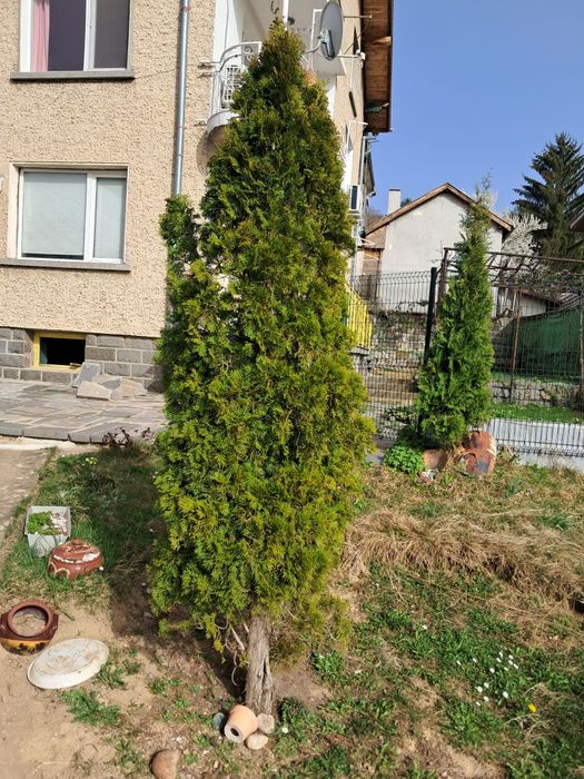 3 - метрова туя -35€